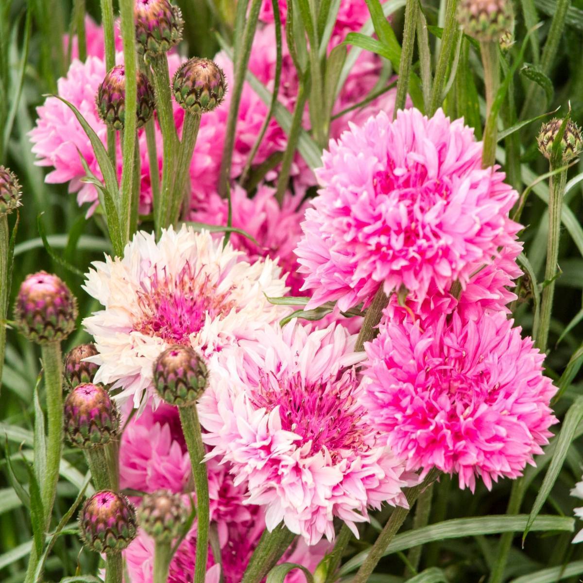 Cornflower- Pink Ball